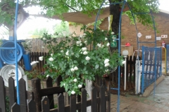 SDC15538